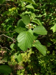 Crataegus calpodendron