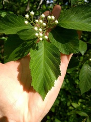 Crataegus calpodendron