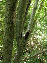 Crataegus calpodendron