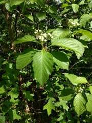 Crataegus calpodendron