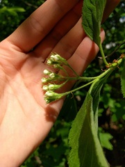Crataegus calpodendron