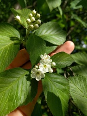 Crataegus calpodendron