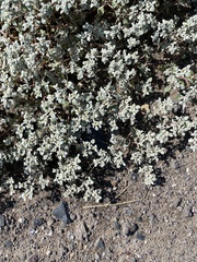 Tidestromia suffruticosa