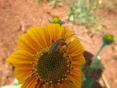 Chauliognathus opacus