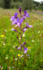 Linaria incarnata