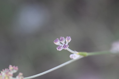 Cyathoselinum tomentosum