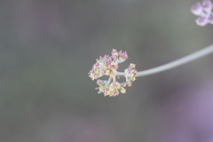 Cyathoselinum tomentosum