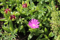 Delosperma lavisiae