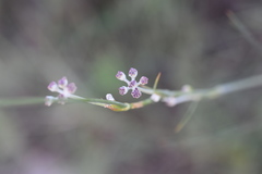 Cyathoselinum tomentosum