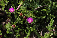 Delosperma lavisiae