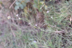 Cyathoselinum tomentosum