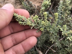 Artemisia caerulescens gallica
