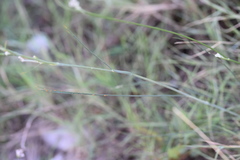 Cyathoselinum tomentosum