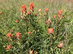 Castilleja miniata dixonii