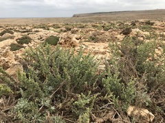 Artemisia caerulescens gallica