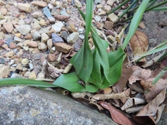 Colchicum eucomoides