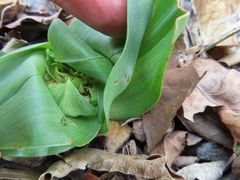 Colchicum eucomoides