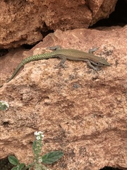 Scelarcis perspicillata