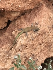 Scelarcis perspicillata