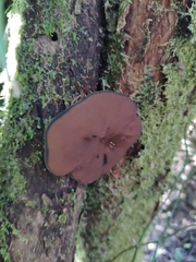 Plectania chilensis