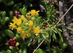Euryops floribundus