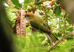 Stilpnia peruviana
