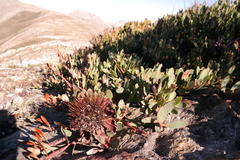 Protea venusta