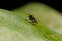 Diptera