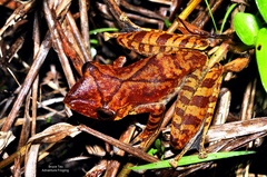 Polypedates colletti