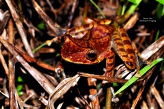 Polypedates colletti