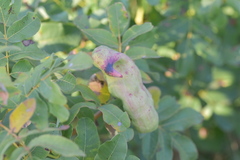 Baizongia pistaciae
