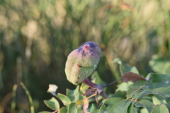 Baizongia pistaciae