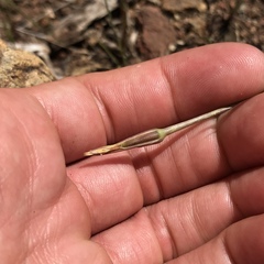 Microseris douglasii