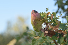 Baizongia pistaciae
