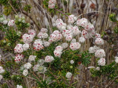 Phyliceae