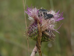 Carduus nigrescens