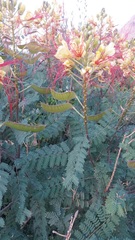 Erythrostemon gilliesii
