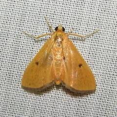 Phostria bistigmalis