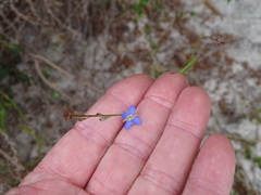 Heliophila adpressa