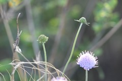 Scabiosa triandra
