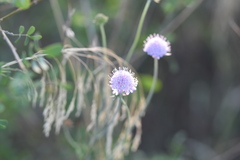 Scabiosa triandra