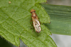 Diptera