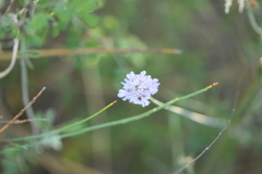 Scabiosa triandra