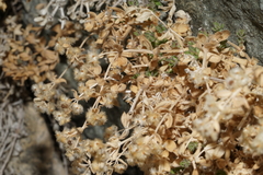 Galium hypotrichium