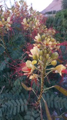 Erythrostemon gilliesii