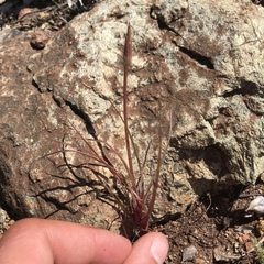 Microseris douglasii