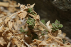 Galium hypotrichium