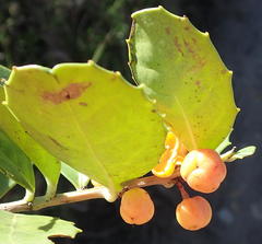 Maytenus procumbens