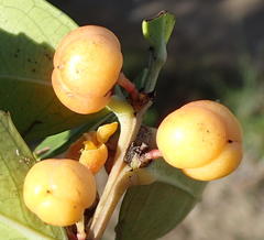 Maytenus procumbens