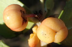 Maytenus procumbens